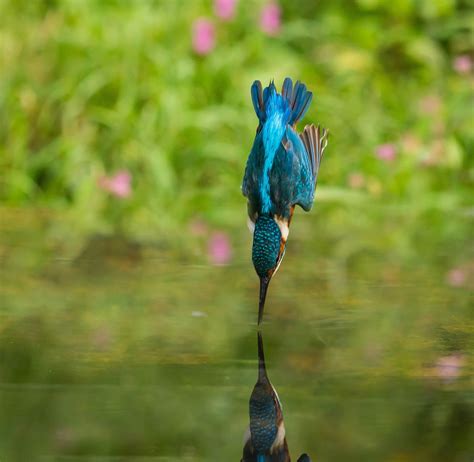 Kingfisher diving [2048 x 1999] Kingfisher, Feathered, Diving, Pets ...