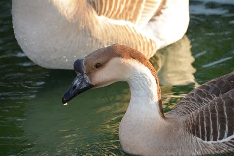 Chinese Goose: A Versatile and Graceful Breed