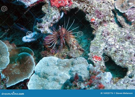 Poisonous Lionfish stock photo. Image of lion, liveaboard - 16920776