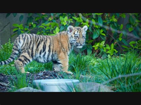 Tiger Cubs Make Long-Awaited Public Debut At Cleveland Zoo | Cleveland ...