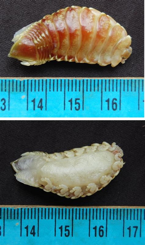 Help to identfiy this parasitic isopod from a marine fish?