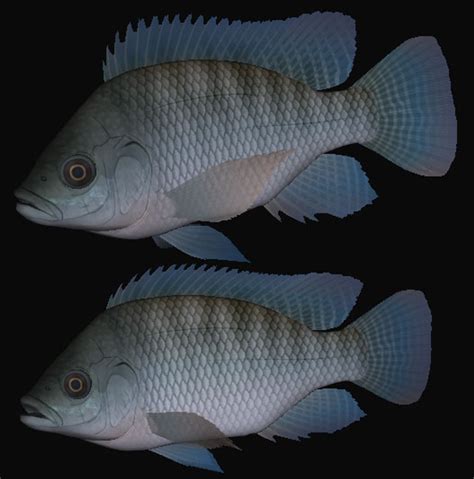 3d Oreochromis Niloticus Swimming Model