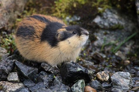 16 Lovable Lemming Facts - Fact Animal