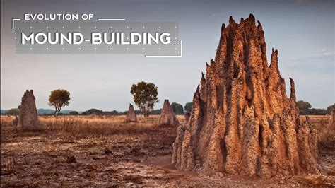 How Termites Evolved to Build Massive Mounds - YouTube