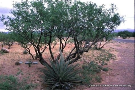 Prosopis juliflora (Arizona Native Mesquite, Velvet Mesquite ...