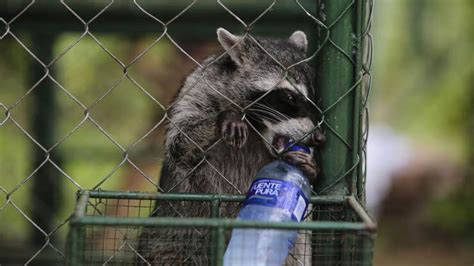 RACCOON LOVES COTTON CANDY. | Jamn 957