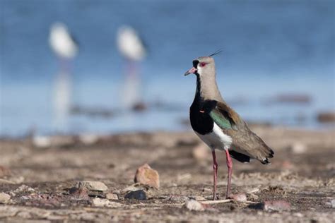 Southern Lapwing : National Bird of Uruguay | Interesting Facts about Uruguay National Bird