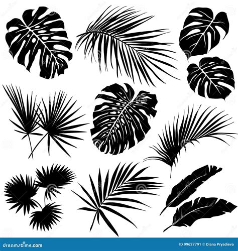 Silhouettes of Tropical Leaves. Stock Vector - Illustration of element, drawn: 99627791