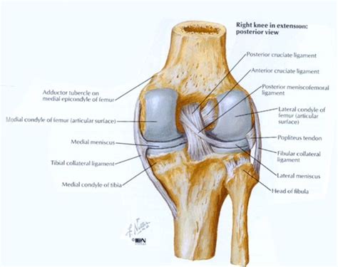 Posterior aspect of the knee - Netter | Anatomy, Knee, Cruciate ligament