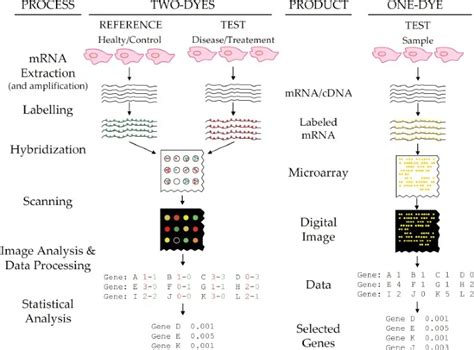 DNA Microarray Technology: Principles, Instrumentation, Types, Applications, cDNA vs ...