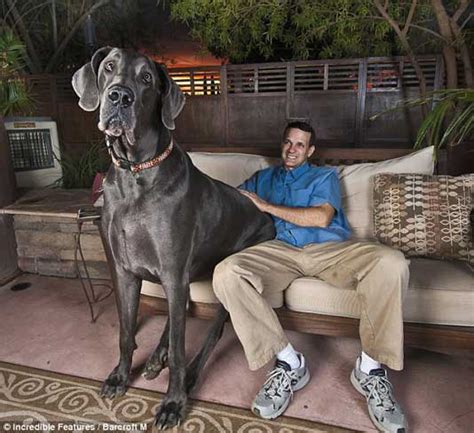 Giant George - Huge Great Dane