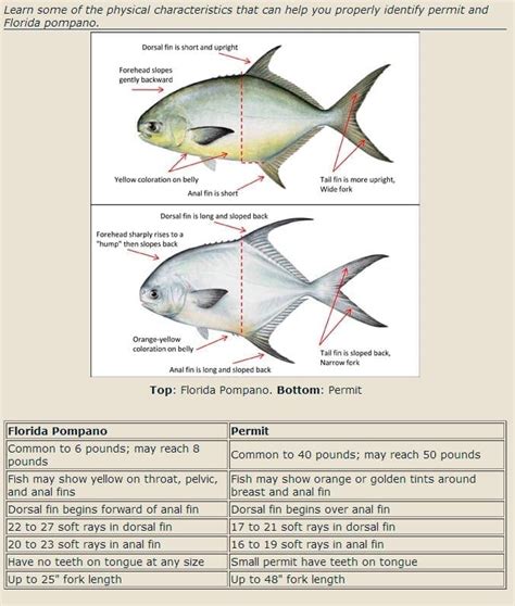 Identifying Permit VS Pompano – Fishbites