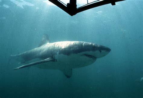 Shark attack in Cornwall: reports of sightings of whitetip shark ...