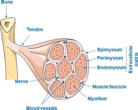 Schematic diagram showing arrangement of extracellular matrix (ECM) in ...