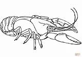 American lobster coloring Page  Free Printable Coloring Pages sketch template
