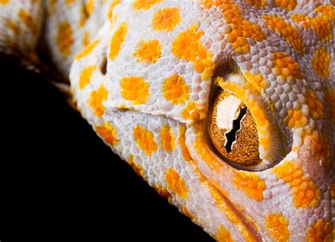 Reptile Eyes: Types and Functions Explained (Must Read)