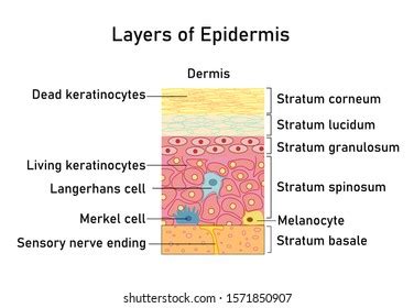 Epidermis Layers