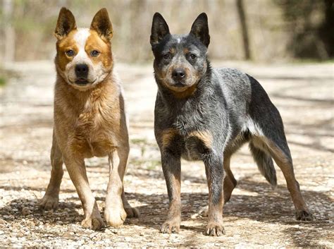Australian Cattle Dog Breed Info and Care