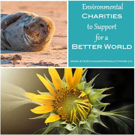 Environmental Charities to Support for a Better World