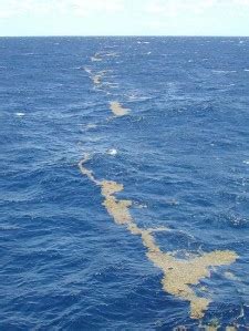 Sargasso Sea Ecosystem Conservation Document: The Hamilton Declaration – Repeating Islands