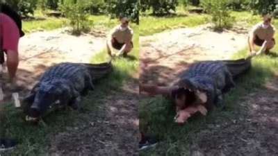 Saltwater Crocodile Attacks Human