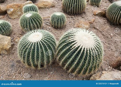 Echinocactus grusonii stock image. Image of natural, closeup - 32573121