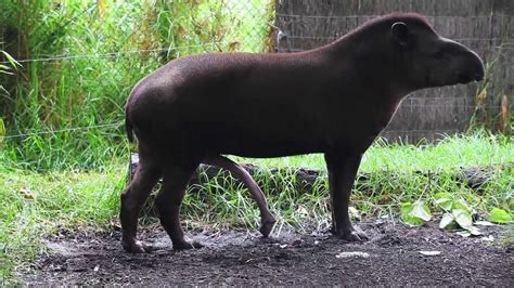 BRAZILIAN TAPIR with five legs at Melbourne zoo - Australia | Melbourne zoo, Animal behavior, Tapir