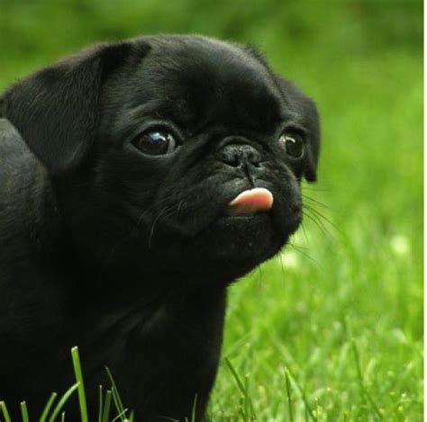 baby pugs for sale | Displaying (17) Gallery Images For Cute Baby Pugs ...