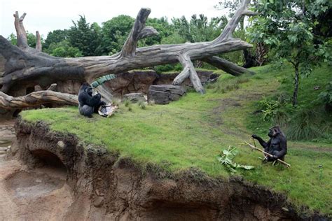 Gorillas have a swanky new habitat at the Houston Zoo, and they're ...