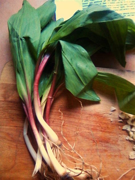 Ramps | or wild leeks. | Michele Wynne | Flickr