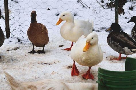 12 Things You Need to Know Before Getting Your First Ducks