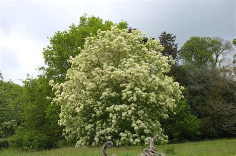 Fraxinus ornus - Trees and Shrubs Online