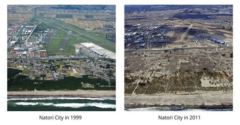 10 Years After Tohoku Earthquake, Survivors Restore A Coastal Forest