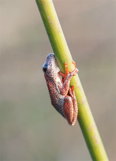 Okavango Delta on Behance