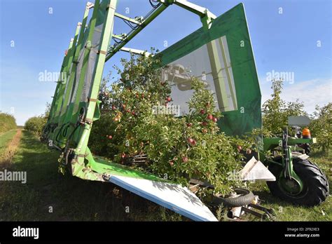 modern apple harvest with a harvesting machine on a plantation with ...