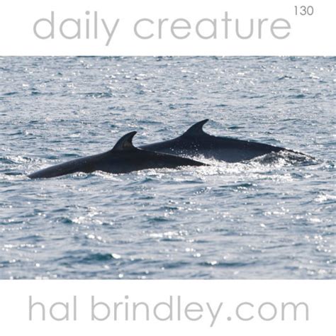 Daily Creature 130: Antarctic Minke Whale - Hal Brindley Wildlife ...