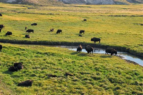 Hayden Valley Yellowstone | Travel Destinations