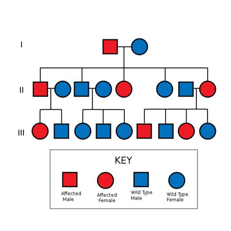 File:Autosomal Dominant Pedigree Chart.svg - Wikipedia, the free ...