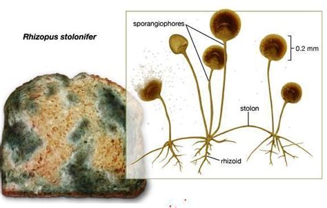 Zygomycota ~ Detailed Information | Photos | Videos