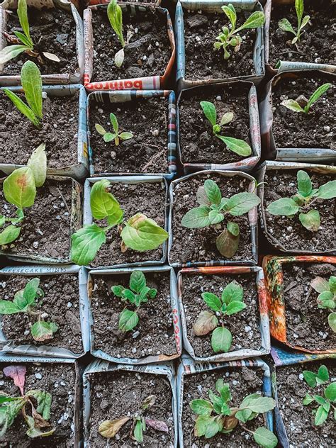 DIY Seedling Pots From Magazines and Catalogs — Gather Homestead