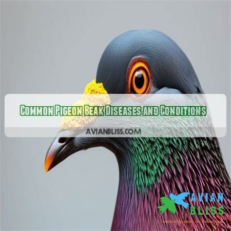 Pigeon Beak Need Treatment: Effective Care for Common Beak Issues