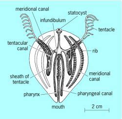 Ctenophores | Article about Ctenophores by The Free Dictionary