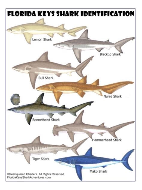 Sharks species identification chart. | Shark fishing, Shark, Florida keys