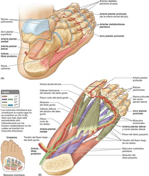 Gddyzs Anatomía Del Pie Gráficos Anatómicos Carteles Anatomía Gráfico Zona Del Reflejo Del Pie ...