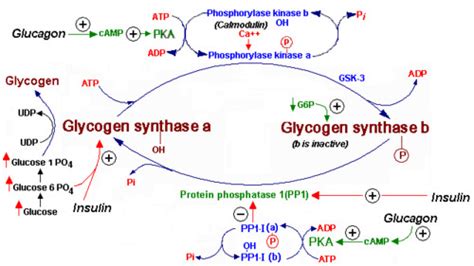 Regulation of Glycogen Synthesis Flashcards | Quizlet