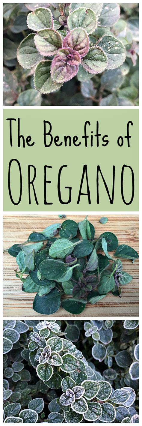 Oregano is a wonderful herb to have in your garden. It has many ...