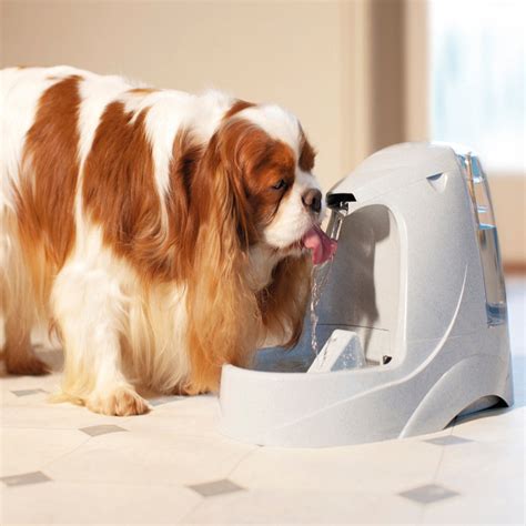 Discover the Drinkwell® Platinum Pet Fountain - PetSafe® Canada