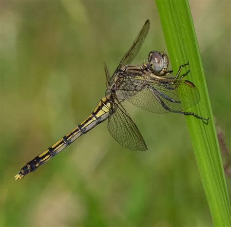 Dragonfly habitats — Life in a Southern Forest