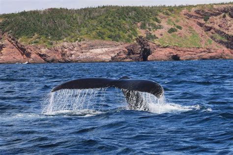 Whale Watching | The Azores | Travel Blog | Archipelago Choice