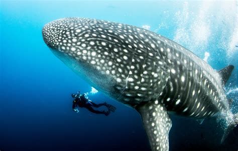 Biggest Whale Shark Ever Recorded - American Oceans